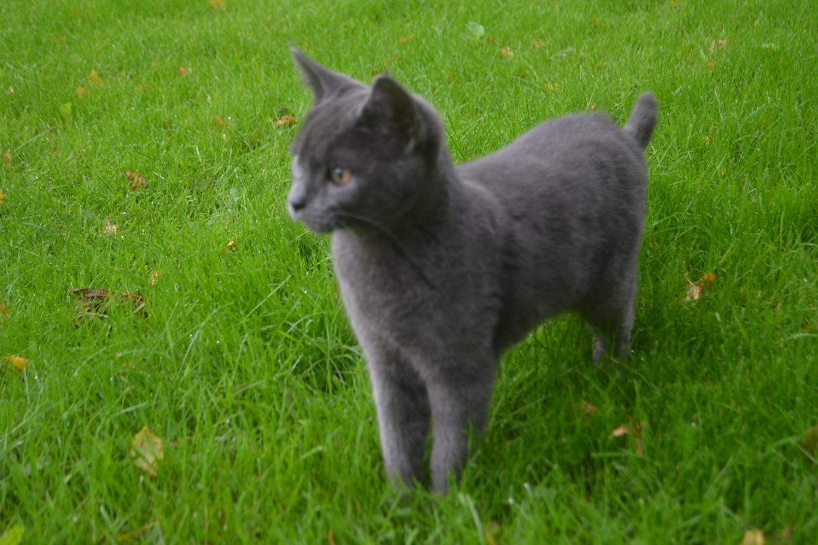 Huskat Nala billede 8