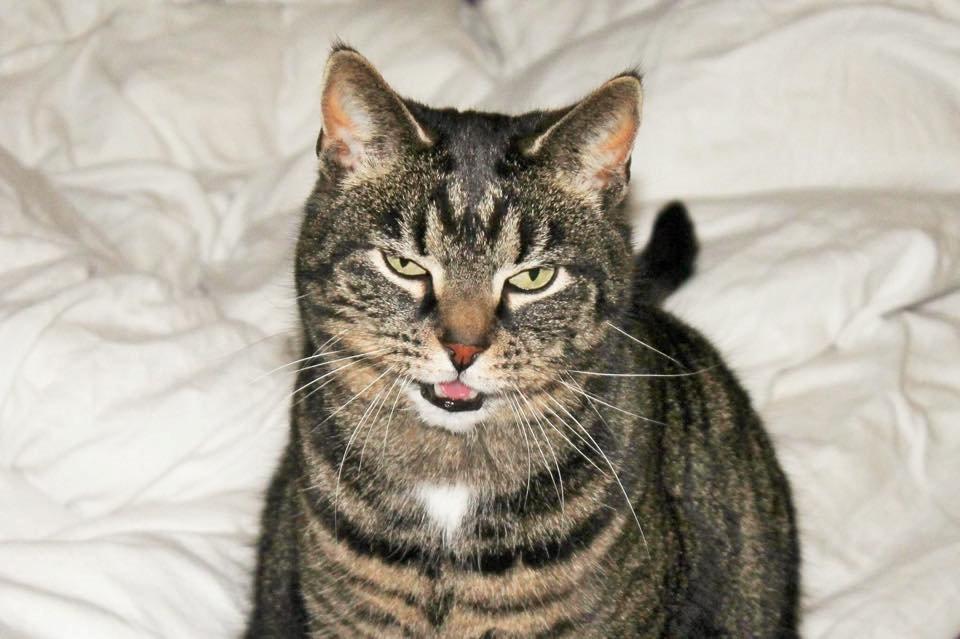 Huskat Lille Mille (Trille)  billede 1