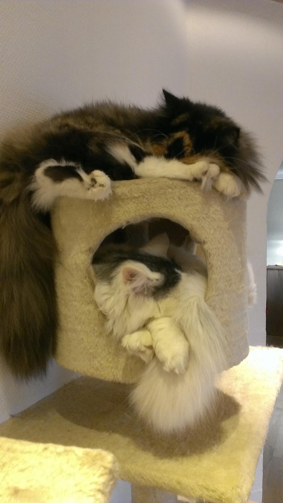 Blanding af racer Tessa billede 35