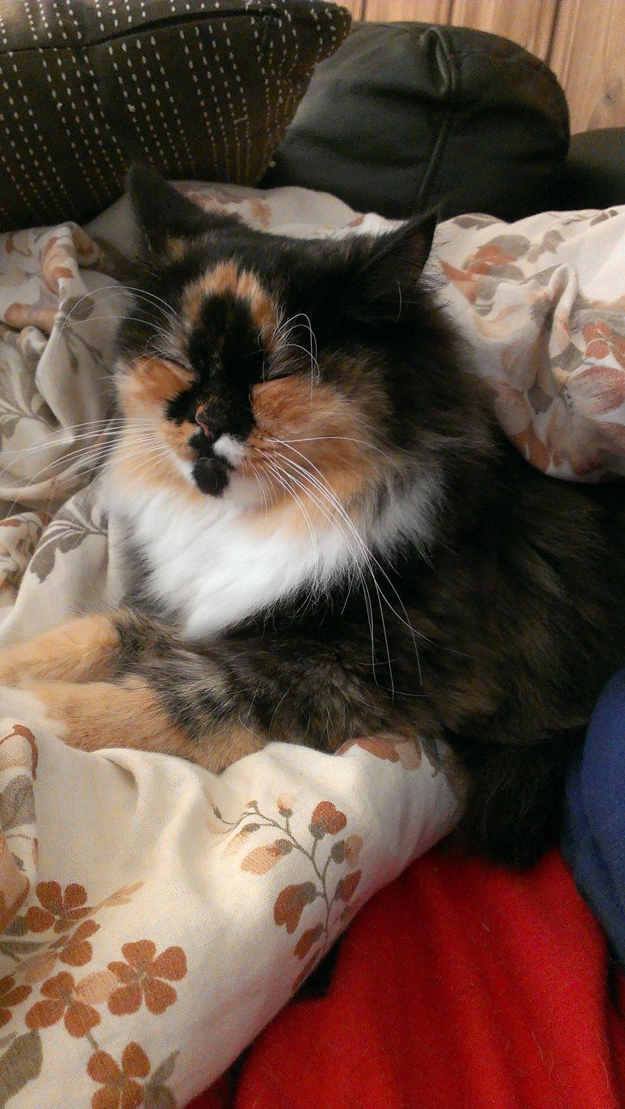 Blanding af racer Tessa billede 36