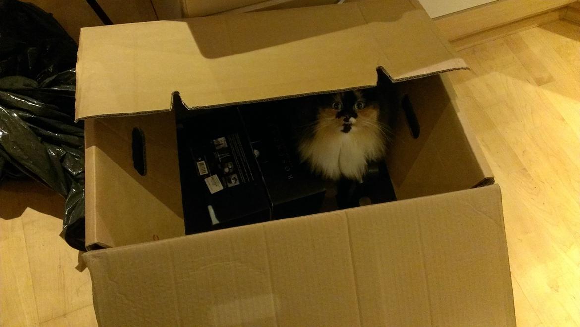 Blanding af racer Tessa - Min bedårende lille pige billede 38