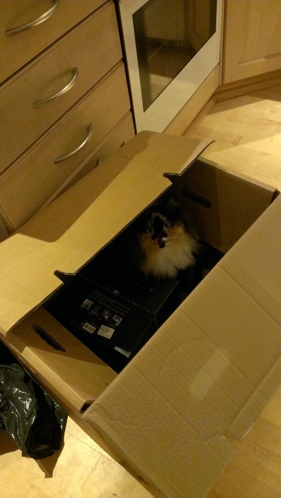 Blanding af racer Tessa billede 37