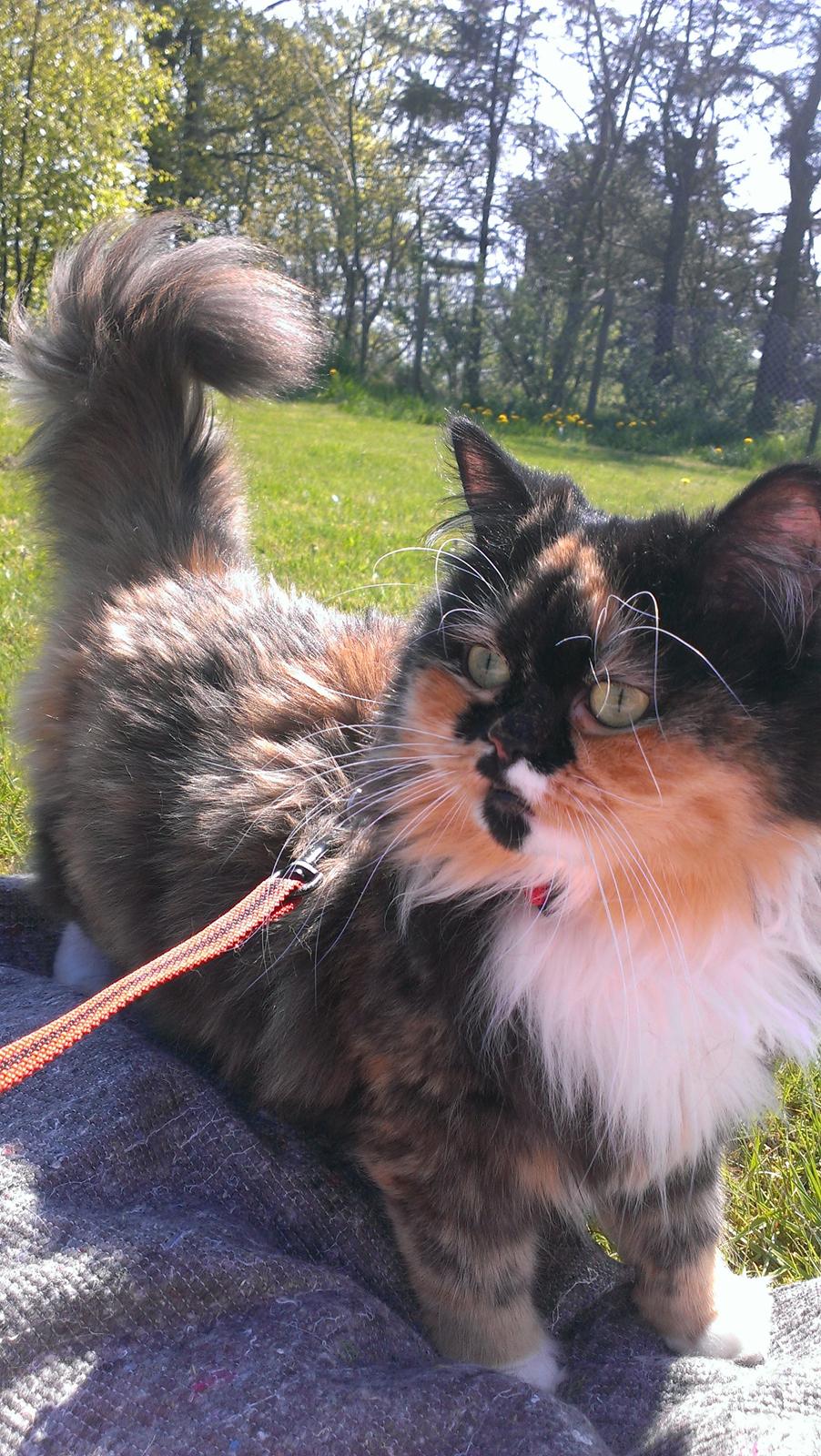 Blanding af racer Tessa billede 40