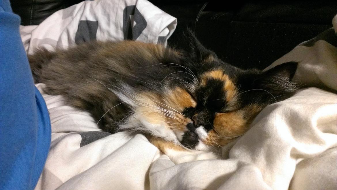 Blanding af racer Tessa billede 39