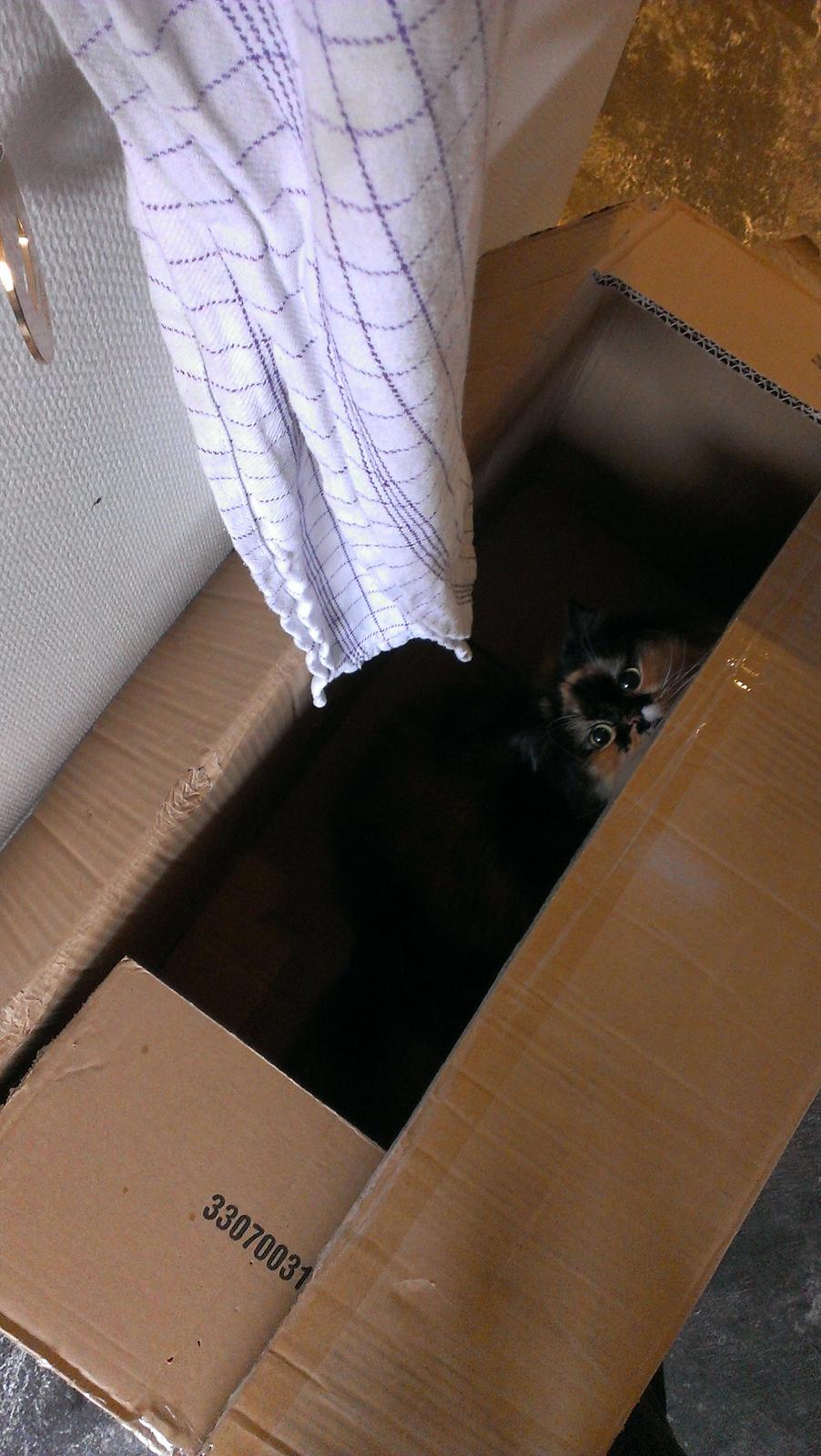 Blanding af racer Tessa billede 43