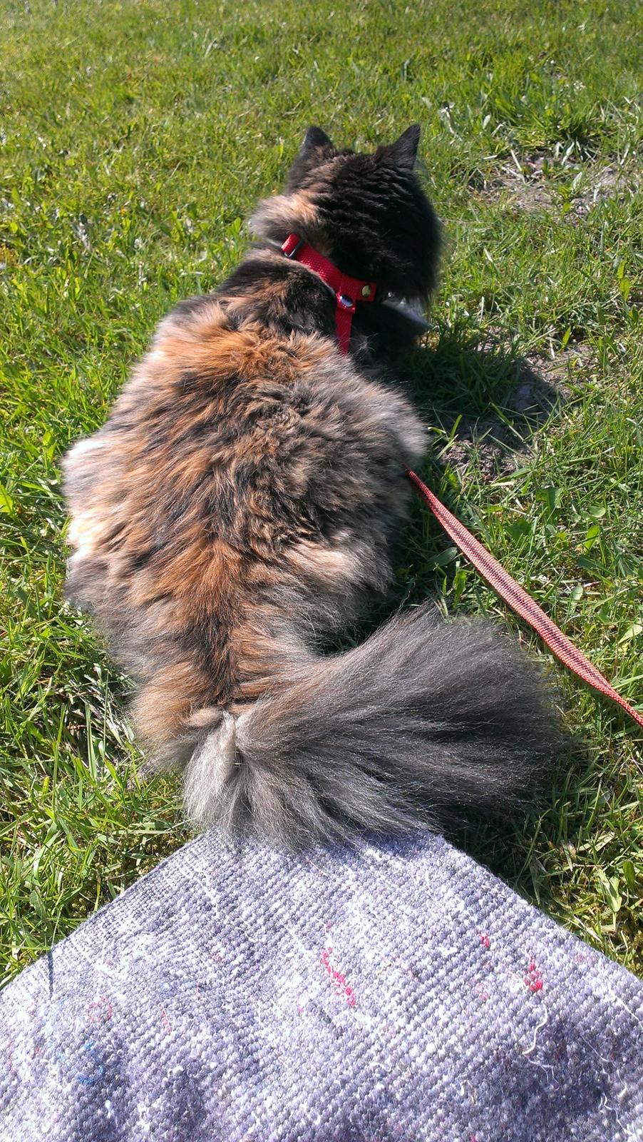 Blanding af racer Tessa billede 41