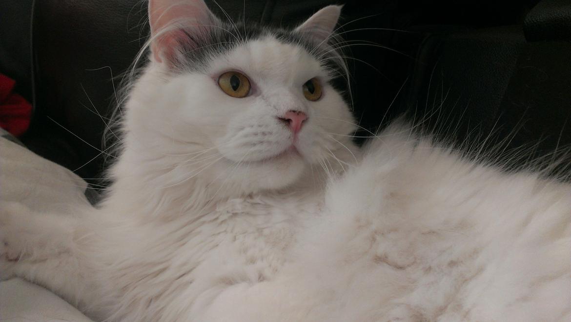 Blanding af racer Elvis billede 37