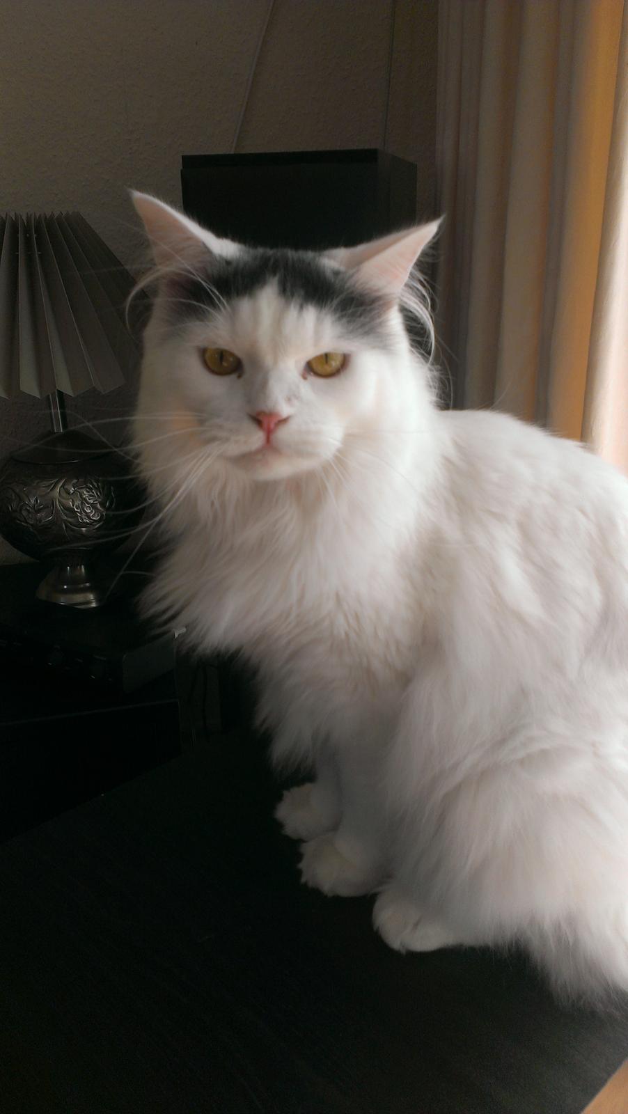 Blanding af racer Elvis - Et stk. sur kat! billede 38