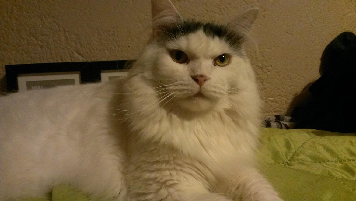 Blanding af racer Elvis billede 40