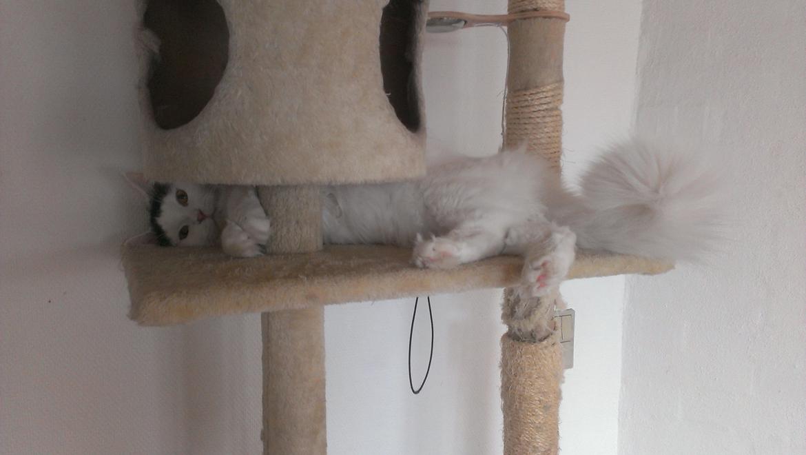 Blanding af racer Elvis billede 39