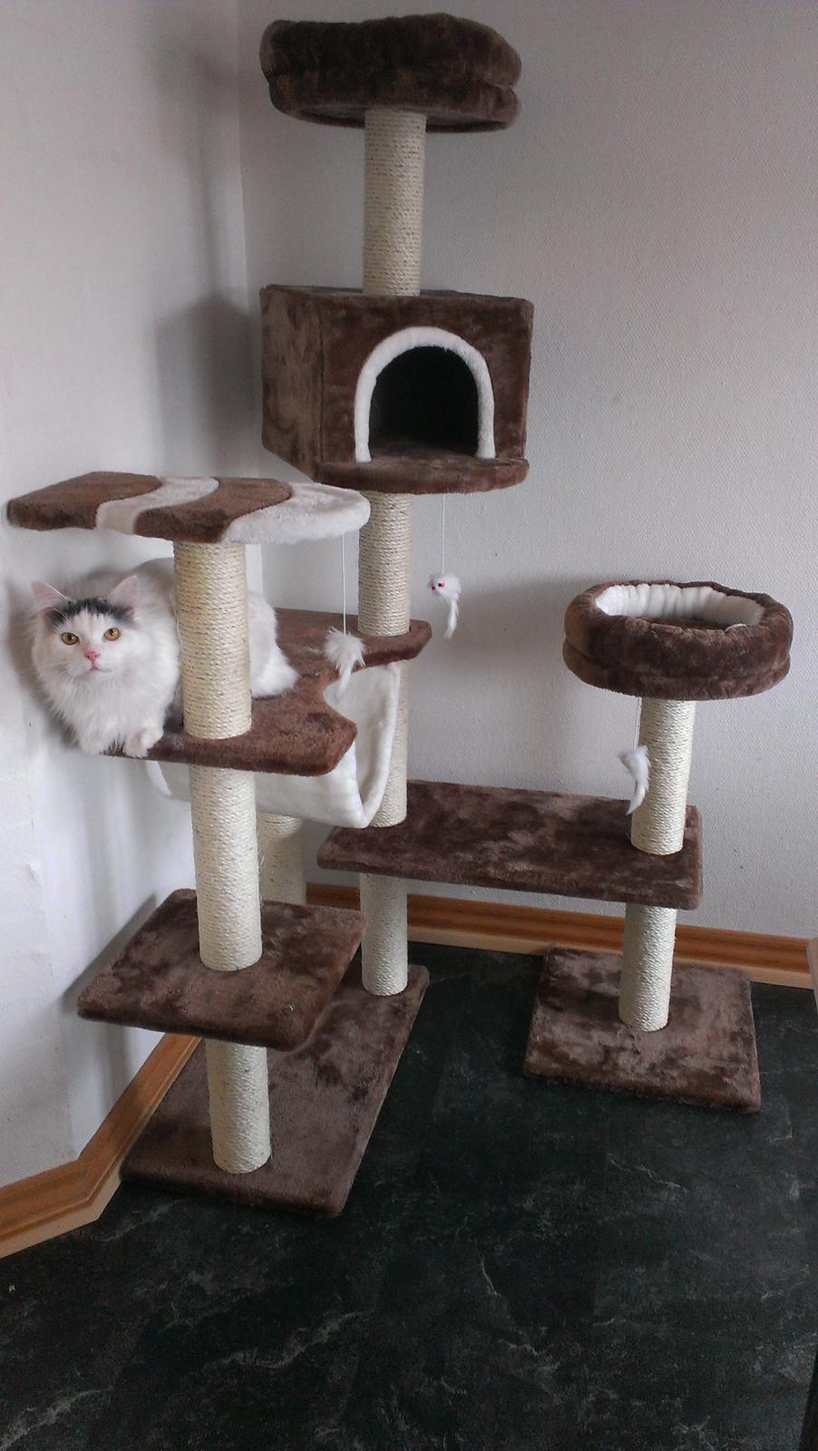 Blanding af racer Elvis billede 42