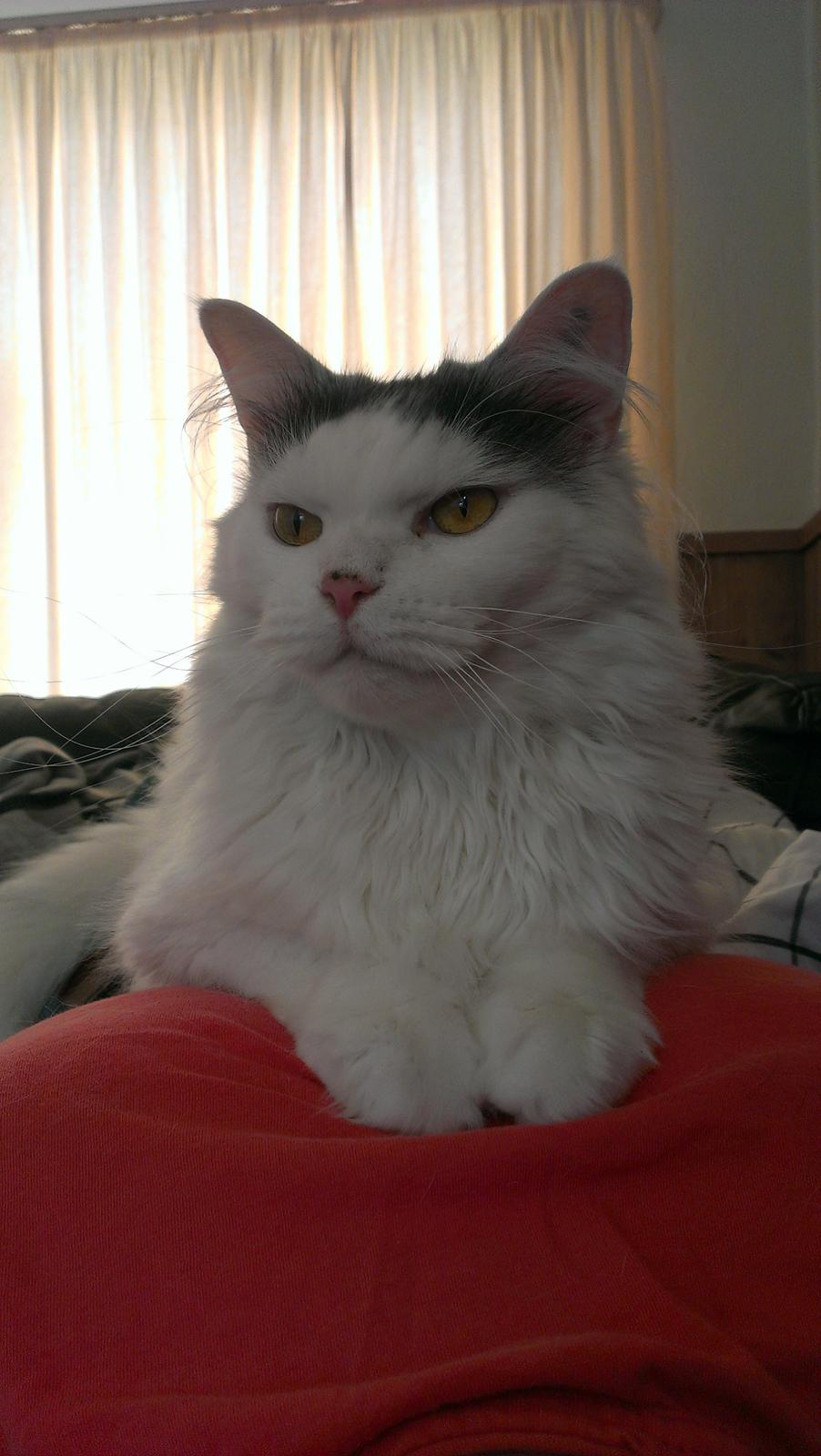 Blanding af racer Elvis billede 43