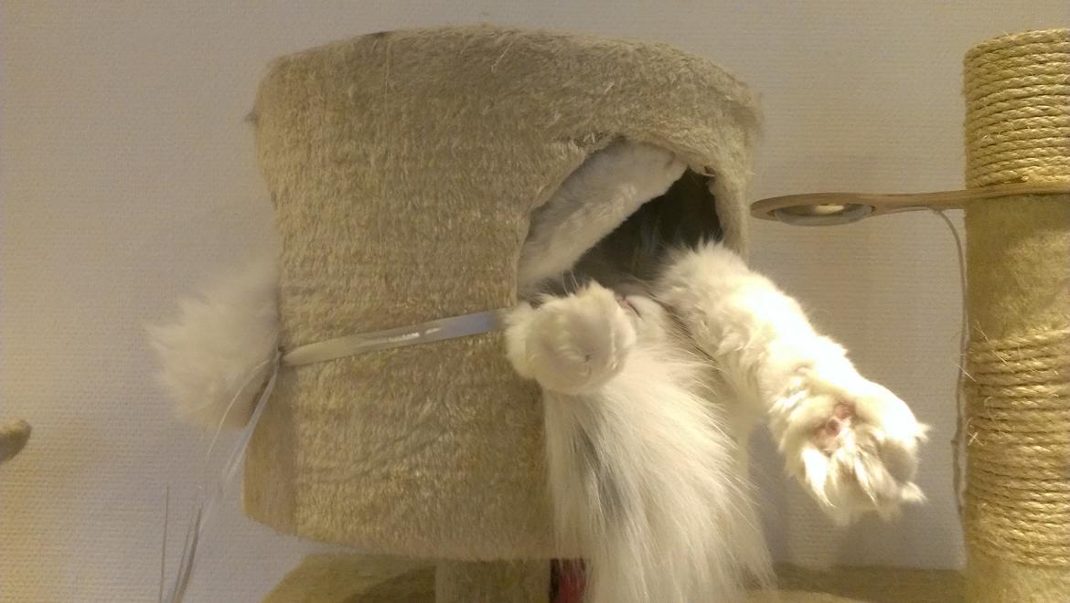 Blanding af racer Elvis billede 41