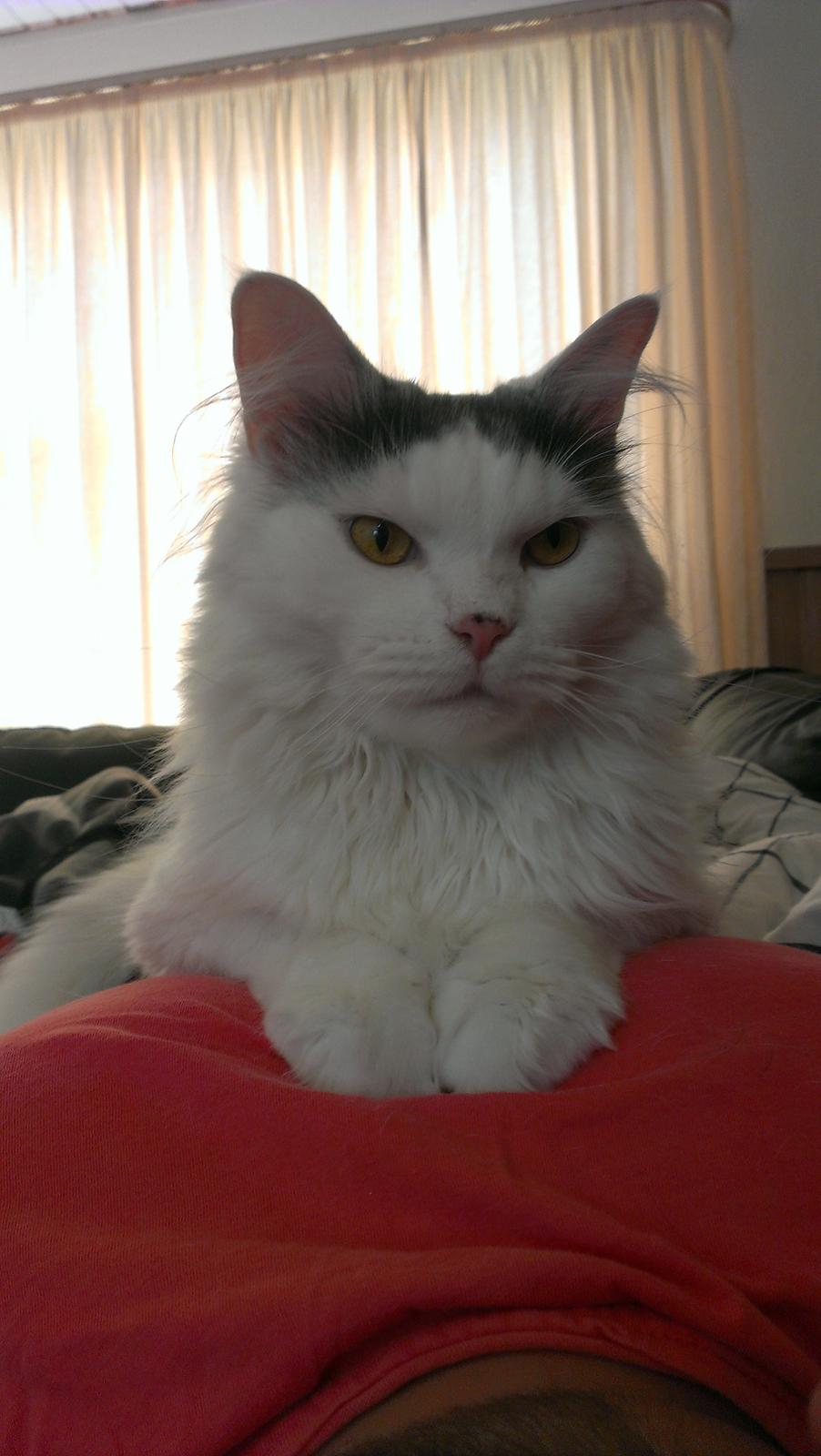 Blanding af racer Elvis billede 44