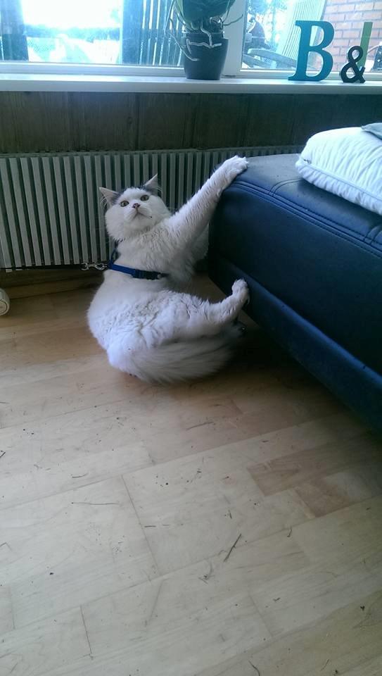 Blanding af racer Elvis - Når selen ikke er lang nok! billede 45