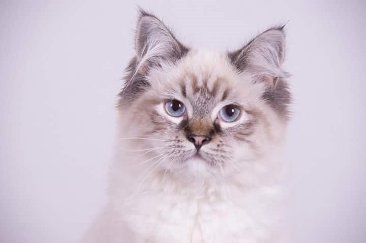 Ragdoll Tula billede 1