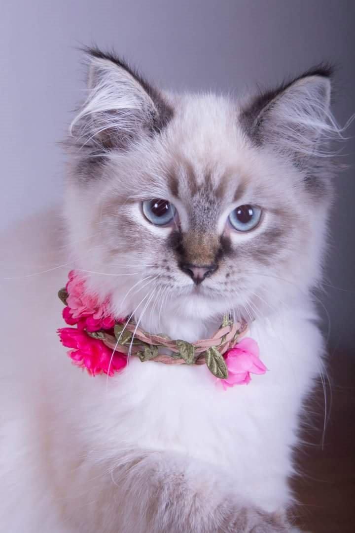 Ragdoll Tula billede 2