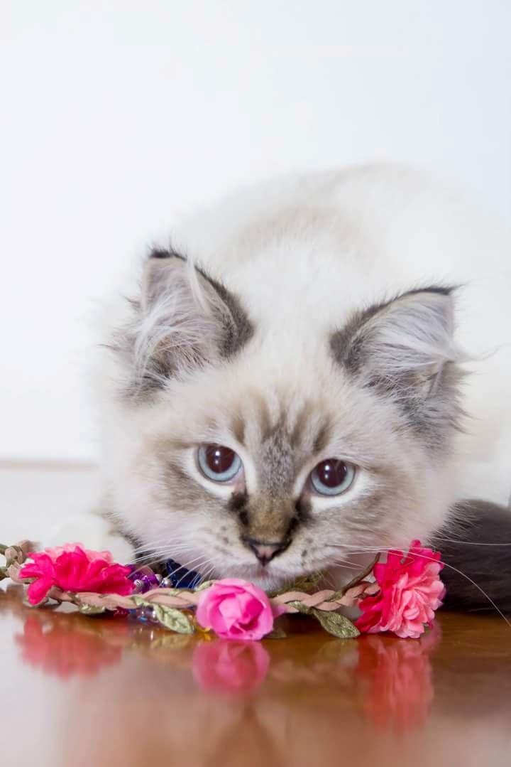 Ragdoll Tula billede 3