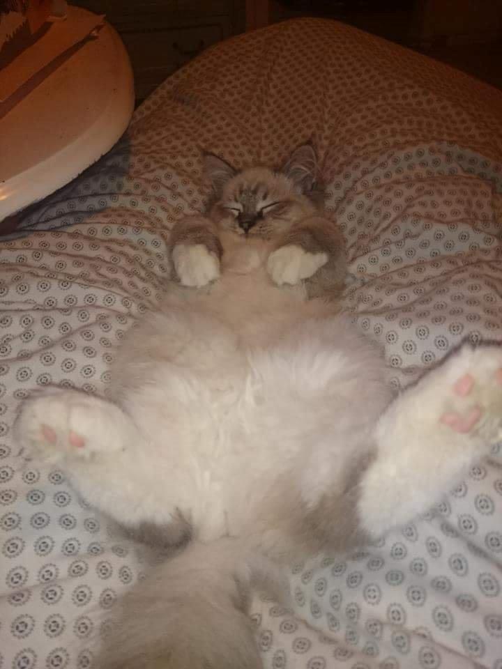 Ragdoll Tula billede 4