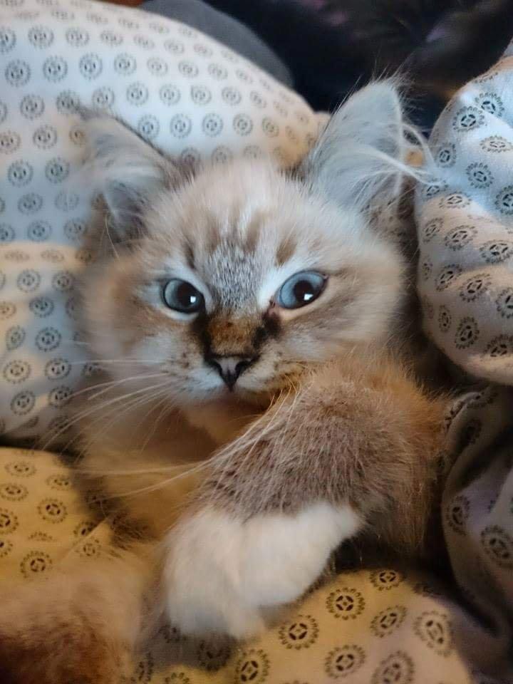 Ragdoll Tula billede 5