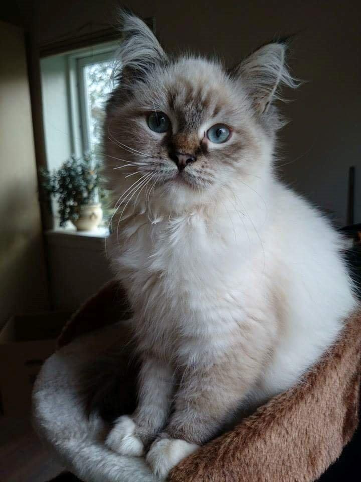 Ragdoll Tula billede 6