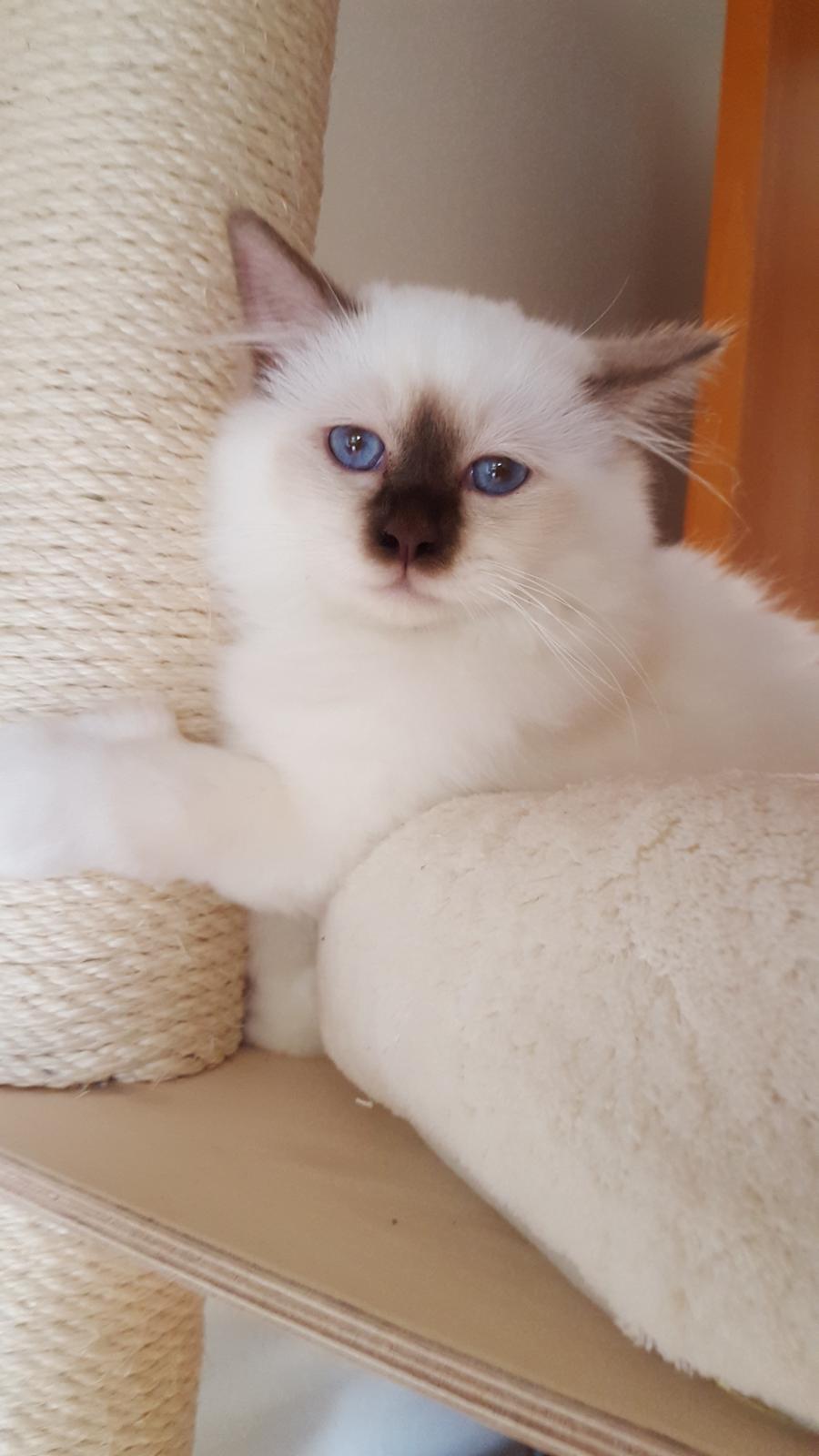 Hellig Birma Shonto's Cry Me A river (Balou) billede 1