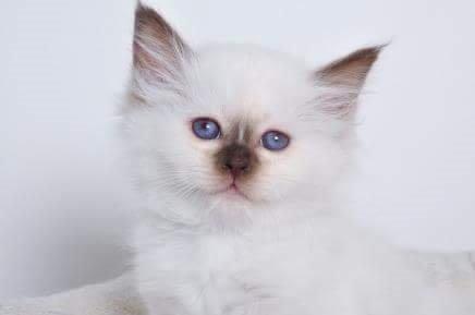 Hellig Birma Shonto's Cry Me A river (Balou) - baby billede 😊 billede 2