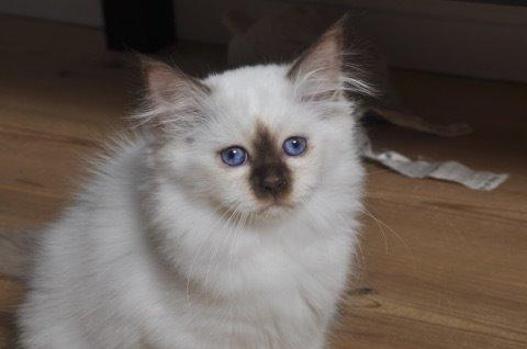 Hellig Birma Shonto's Cry Me A river (Balou) billede 3