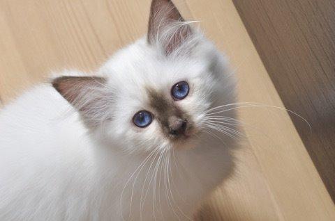 Hellig Birma Shonto's Cry Me A river (Balou) billede 4