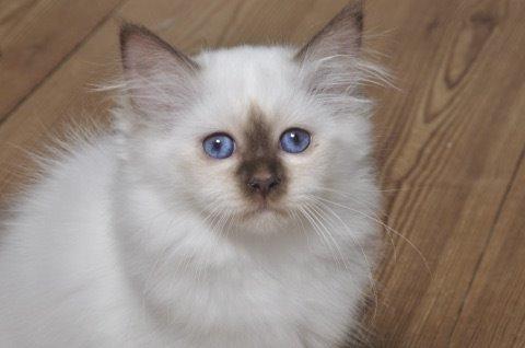 Hellig Birma Shonto's Cry Me A river (Balou) billede 5