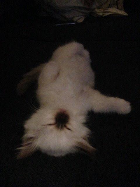 Hellig Birma Shonto's Cry Me A river (Balou) - slapper af 😃 billede 6