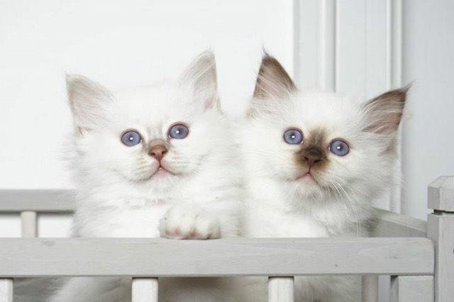 Hellig Birma Shonto's Cry Me A river (Balou) - mufasa og Balou  billede 7