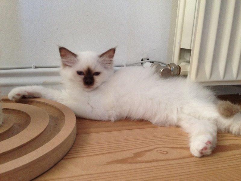 Hellig Birma Shonto's Cry Me A river (Balou) billede 8