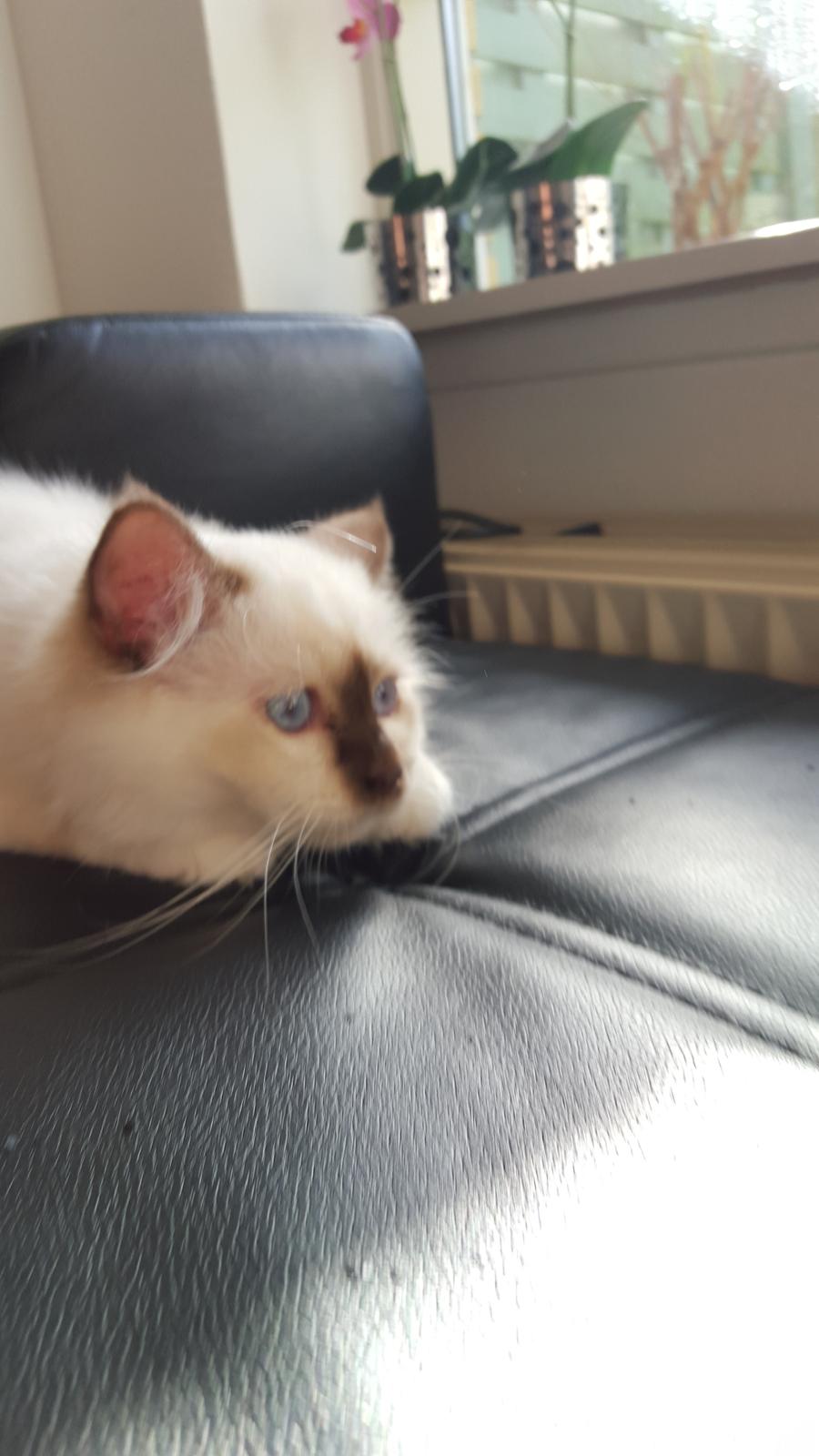 Hellig Birma Shonto's Cry Me A river (Balou) - på jagt efter en flue 😂 billede 9