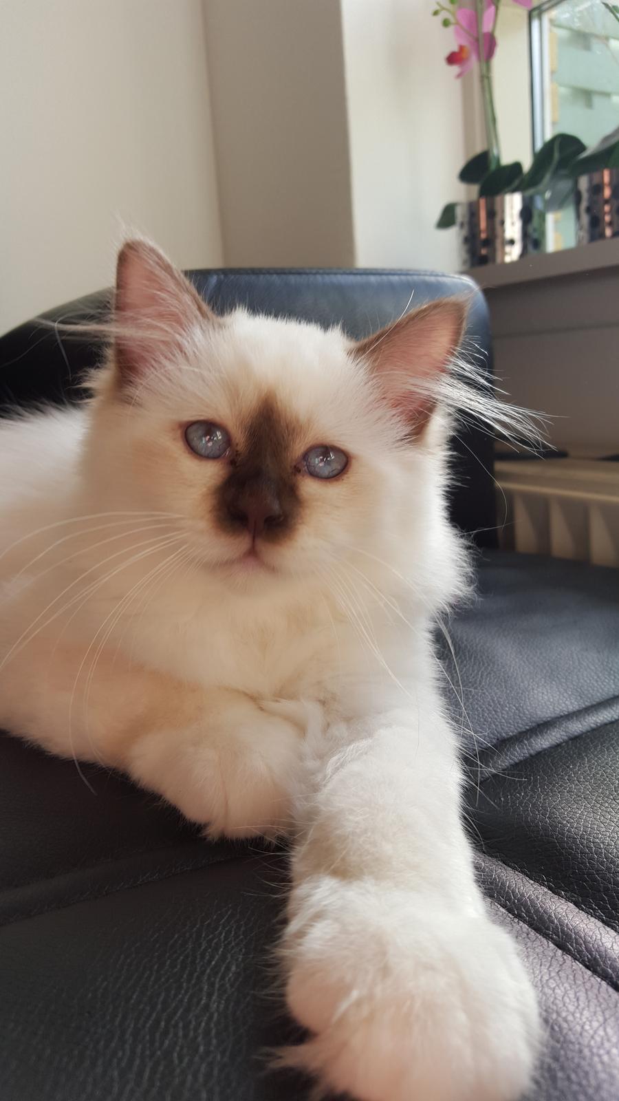 Hellig Birma Shonto's Cry Me A river (Balou) billede 10