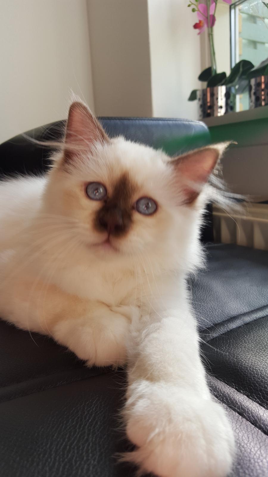 Hellig Birma Shonto's Cry Me A river (Balou) billede 11