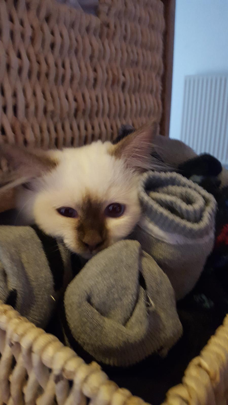 Hellig Birma Shonto's Cry Me A river (Balou) billede 12