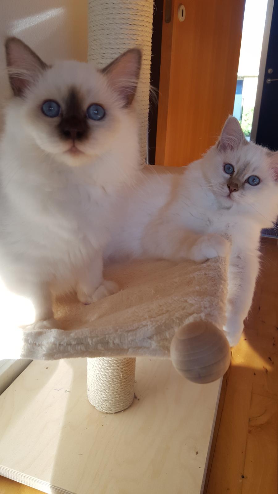 Hellig Birma Shonto's Cry Me A river (Balou) billede 13