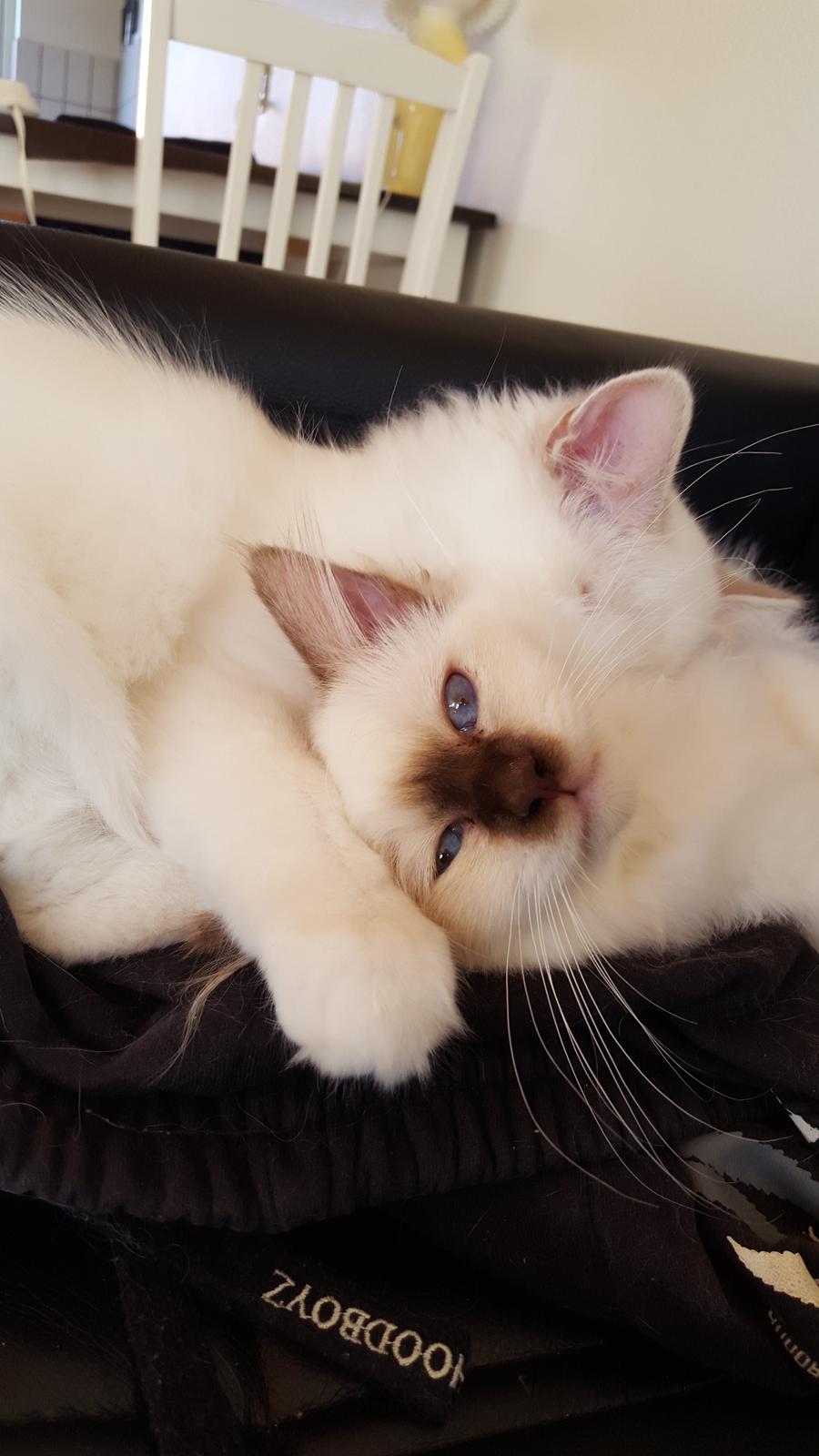 Hellig Birma Shonto's Cry Me A river (Balou) billede 14