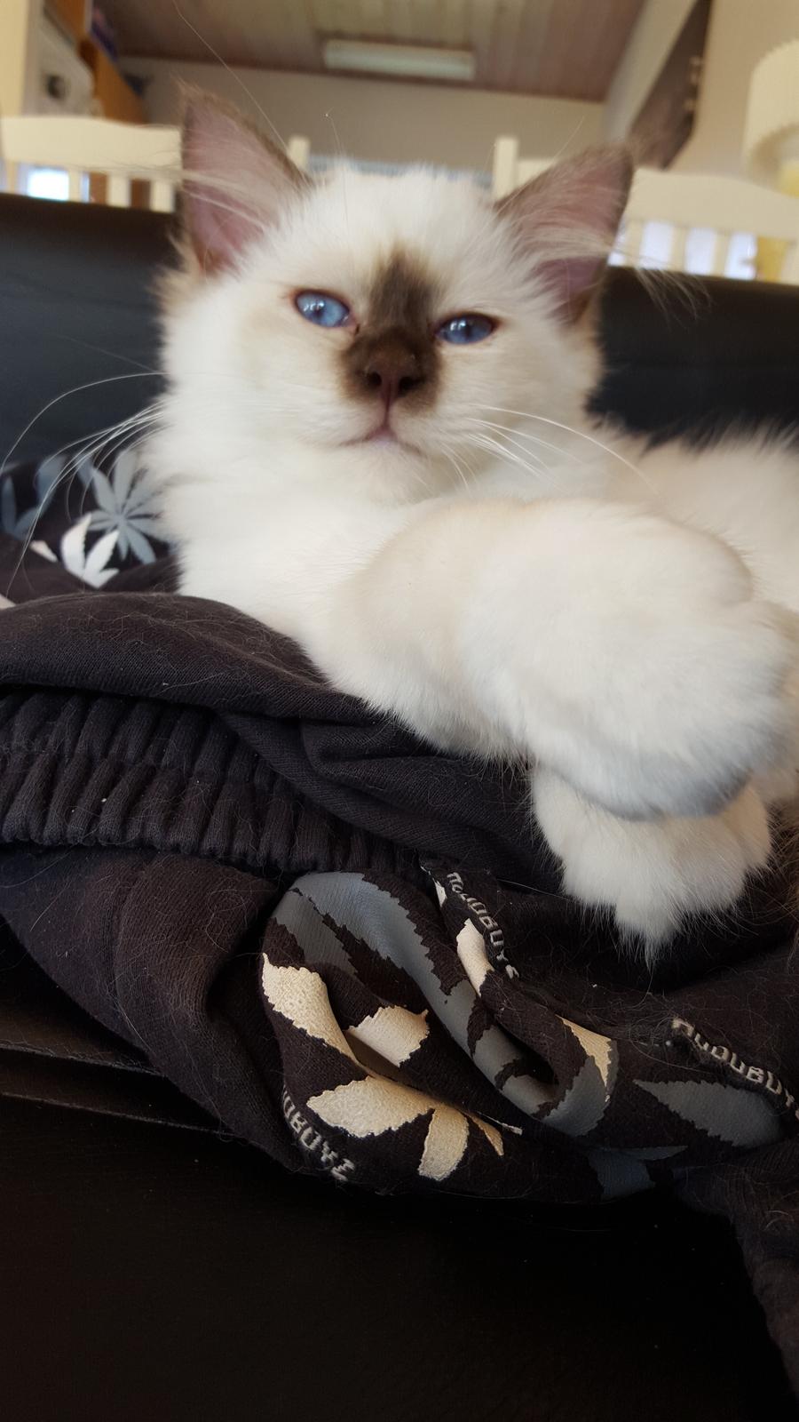 Hellig Birma Shonto's Cry Me A river (Balou) billede 15