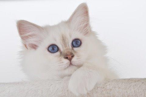 Hellig Birma Shonto's Count on Me  (Mufasa) - mufasa 😍 billede 1