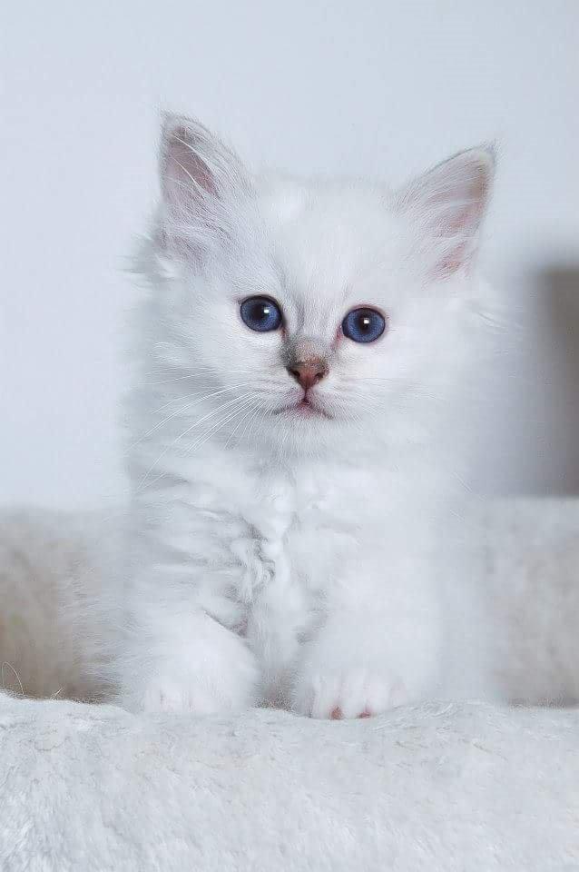 Hellig Birma Shonto's Count on Me  (Mufasa) - baby billede 😊 billede 2