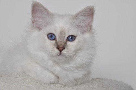 Hellig Birma Shonto's Count on Me  (Mufasa) billede 3