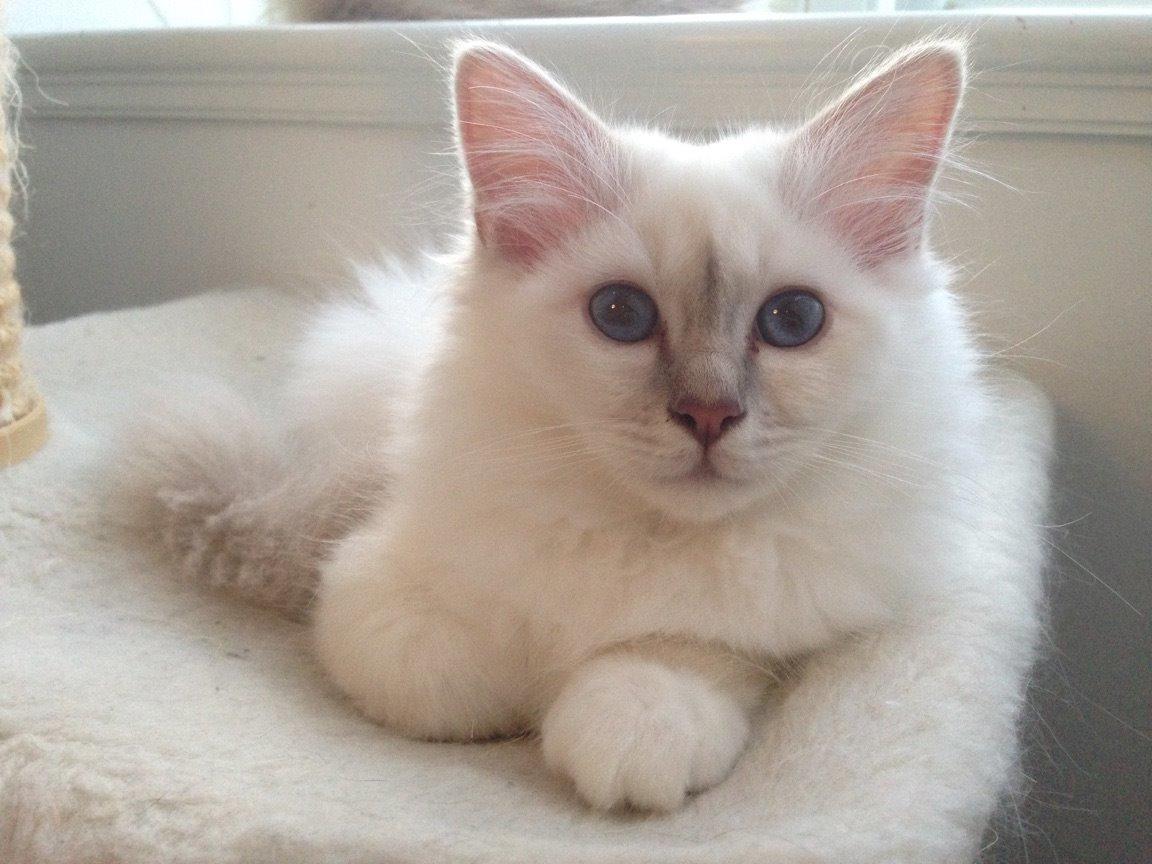 Hellig Birma Shonto's Count on Me  (Mufasa) billede 4