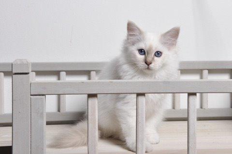 Hellig Birma Shonto's Count on Me  (Mufasa) billede 5