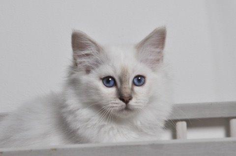 Hellig Birma Shonto's Count on Me  (Mufasa) billede 6