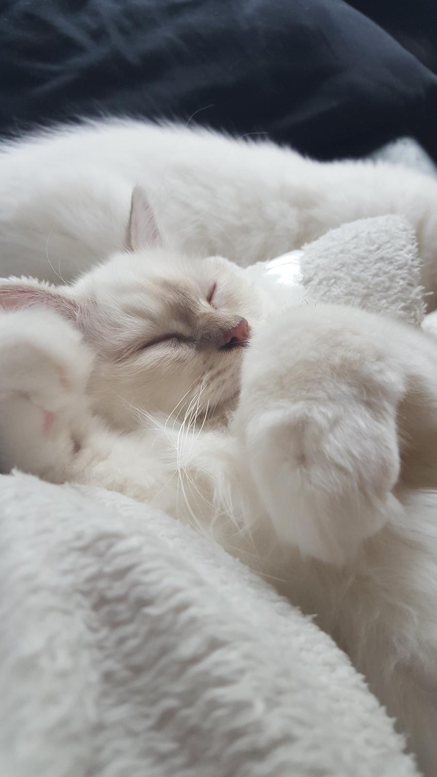 Hellig Birma Shonto's Count on Me  (Mufasa) billede 7