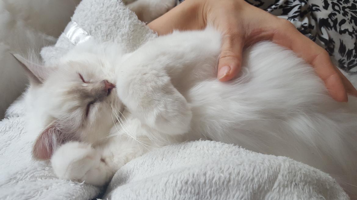 Hellig Birma Shonto's Count on Me  (Mufasa) - nusse hovede 😀 billede 8