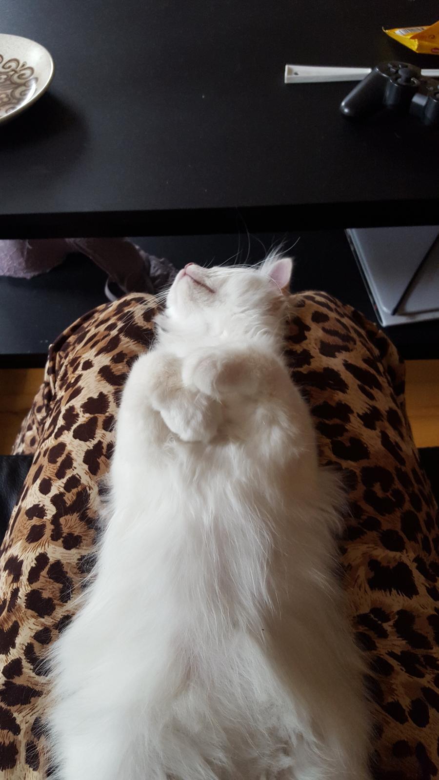 Hellig Birma Shonto's Count on Me  (Mufasa) - ligger og sover i mit skød ❤ billede 9