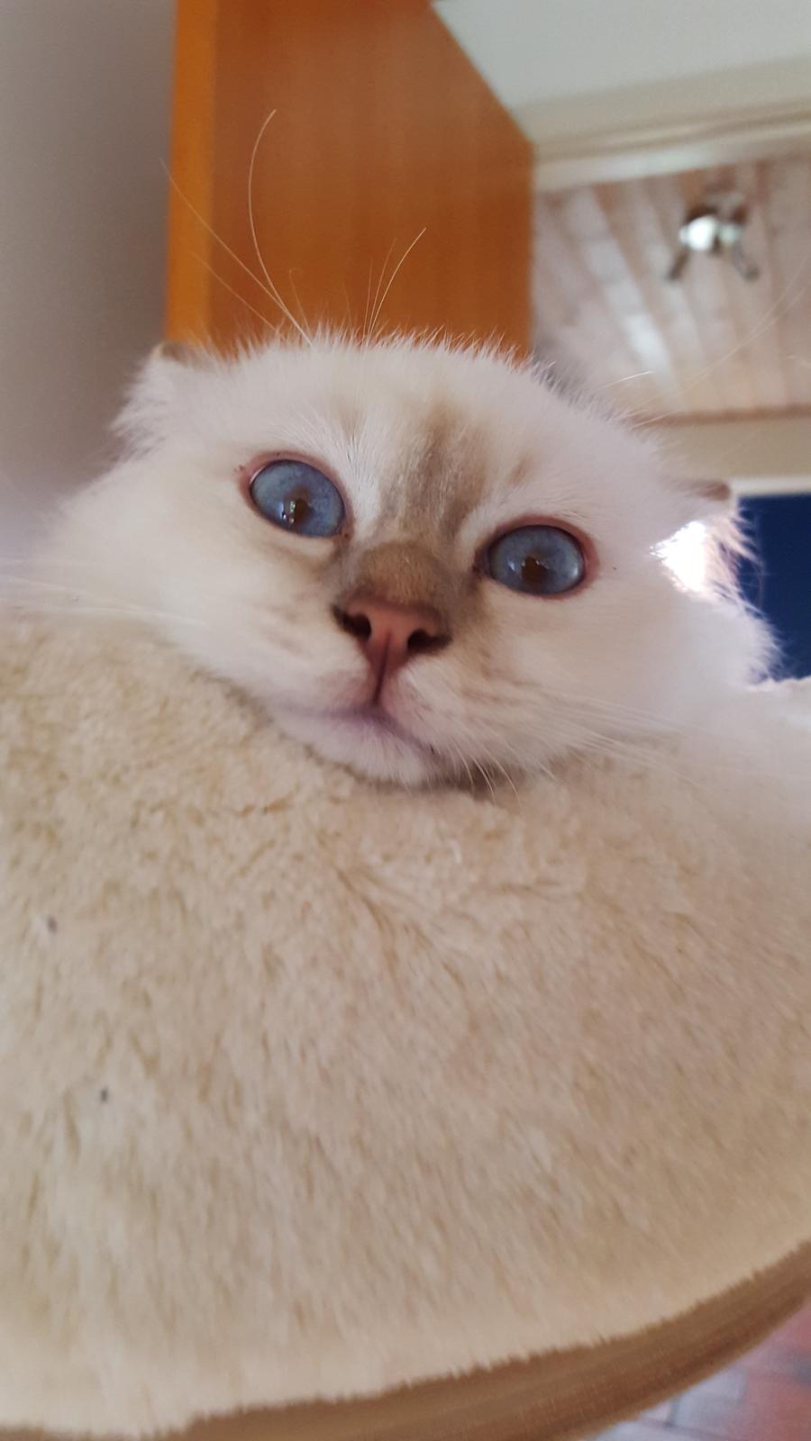 Hellig Birma Shonto's Count on Me  (Mufasa) billede 10